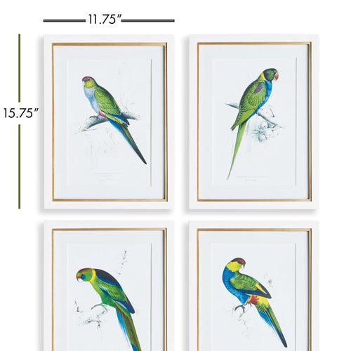Napa Home And Garden Colorful Parrots Prints St/4