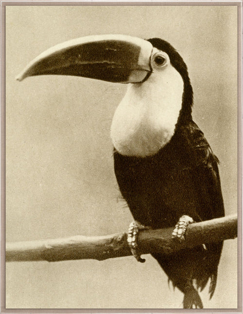 Natural Curiosities Thinking Toucan Vintage Photograph