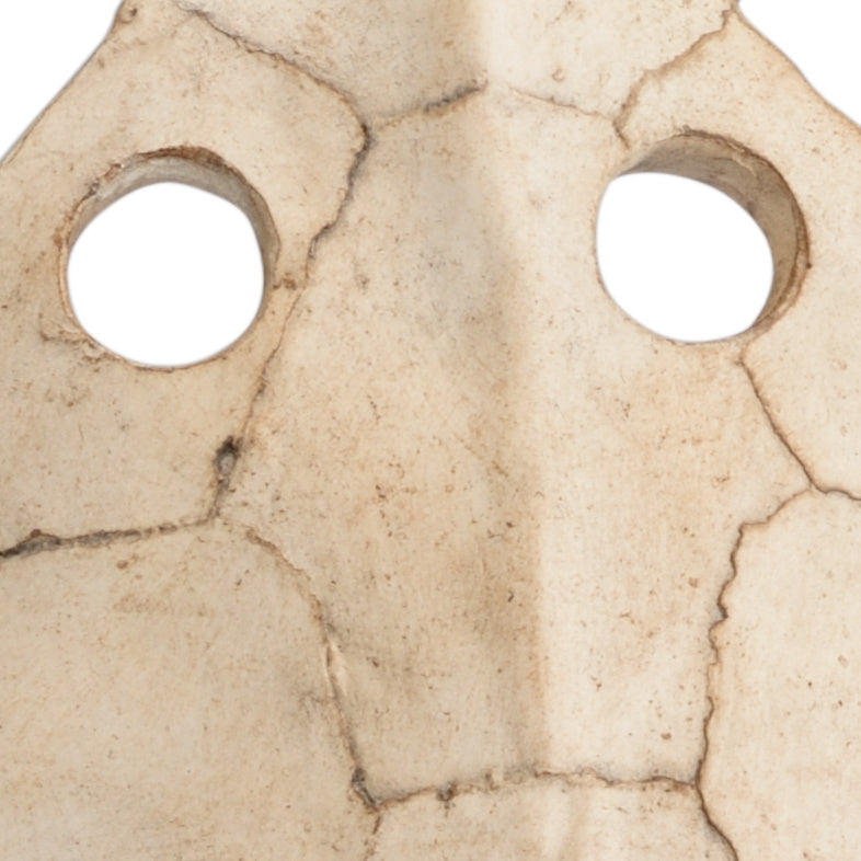 Wildwood Sulcata Turtle