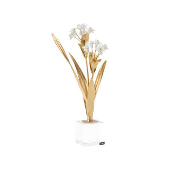 Chelsea House Paperwhite Narcissus