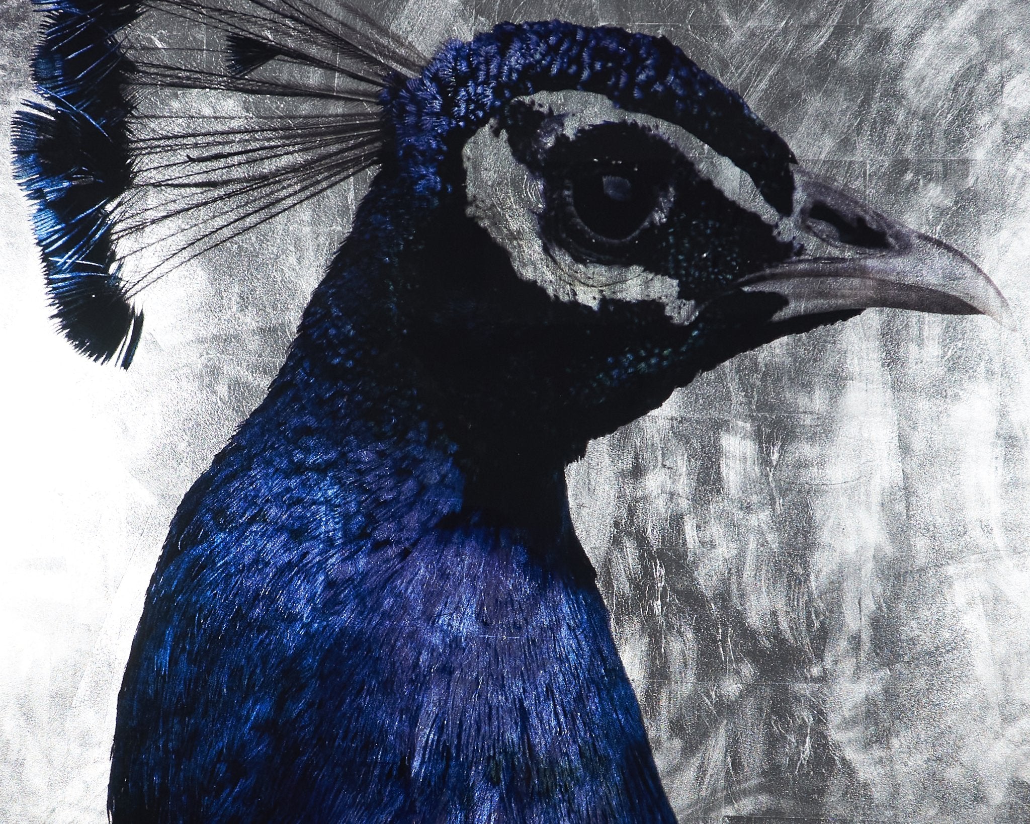 Sunpan The Peacock 48" X 72" Charcoal Frame