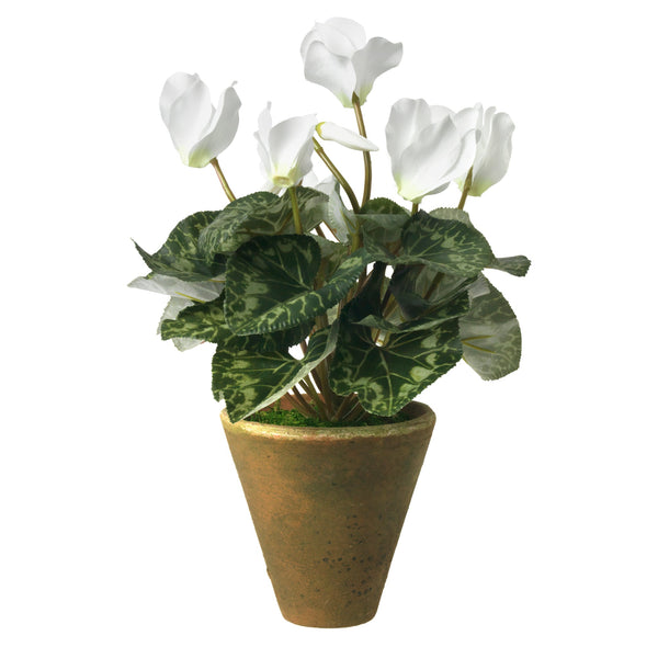 Diane James Blooms White Cyclamen In Mossy Pot