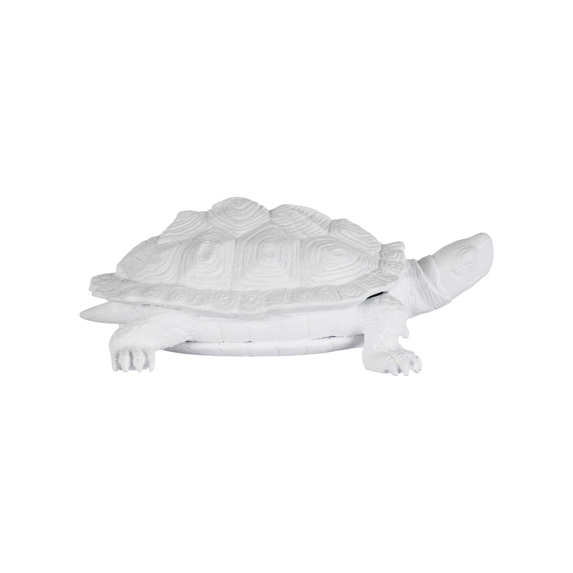 Chelsea House Turtle White