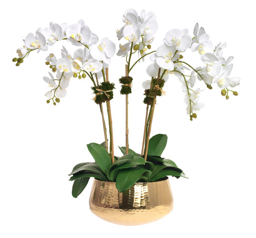 Diane James Phalaenopsis Orchid, 5 Stems, In Gold Bowl