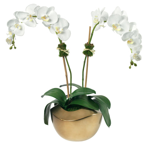 Diane James White Phalaenopsis Orchid, 2 Stems, In Gold Ripple Pot