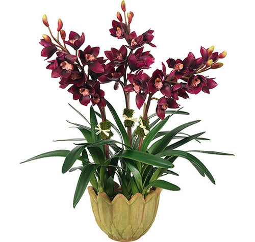 Diane James Burgundy Cymbidium Orchid, 3 Stems, In Mossy Flower Pot