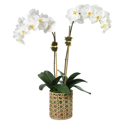 Diane James White Phalaenopsis Orchid, 2 Stems