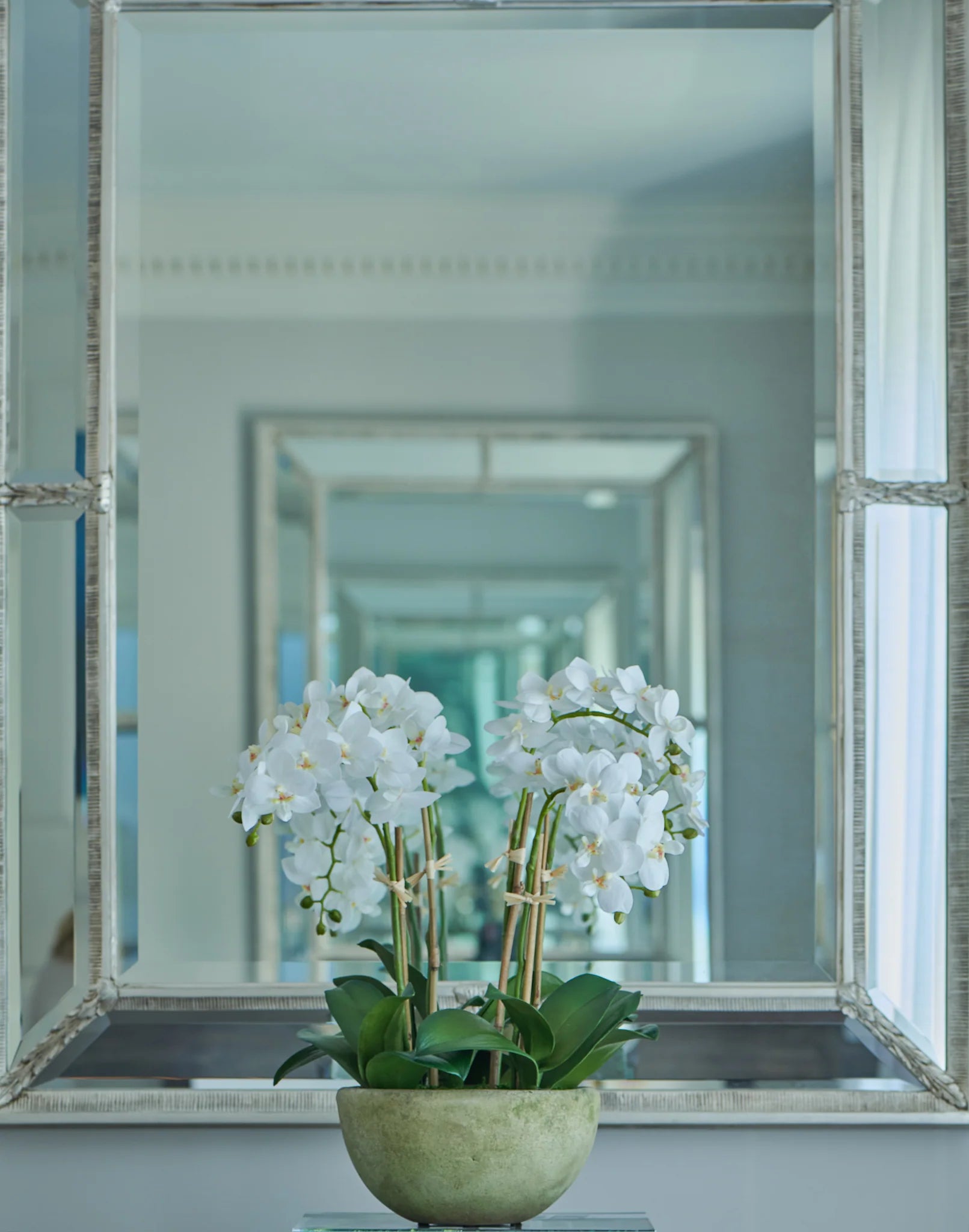 Diane James Small Phalaenopsis Orchids in Mossed Bowl