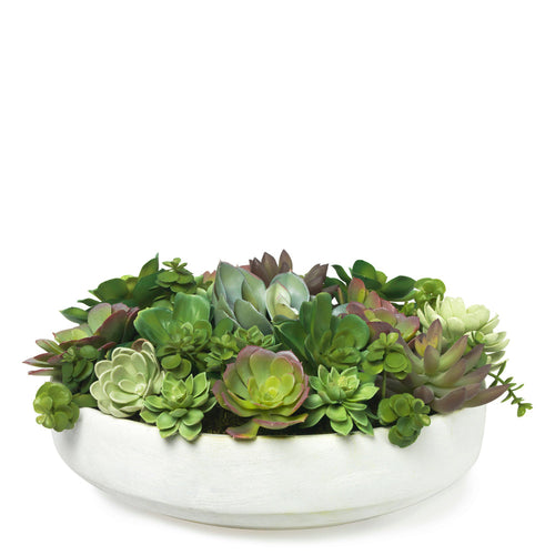 Diane James Mixed Echeveria In White Clay Bowl