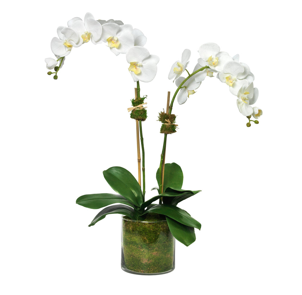 Diane James Phalaenopsis, 2 Stems, In Glass Cylinder