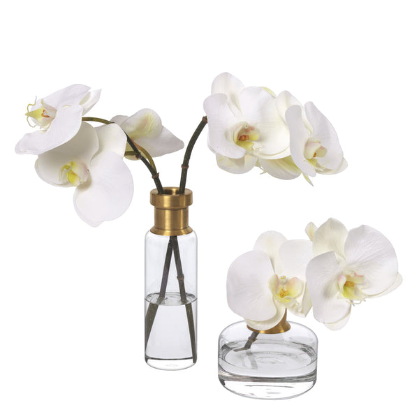 Diane James Phalaenopsis Orchids, Set Of 2, In Glass Bud Vases