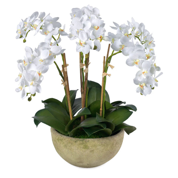 Diane James Small Phalaenopsis Orchids in Mossed Bowl