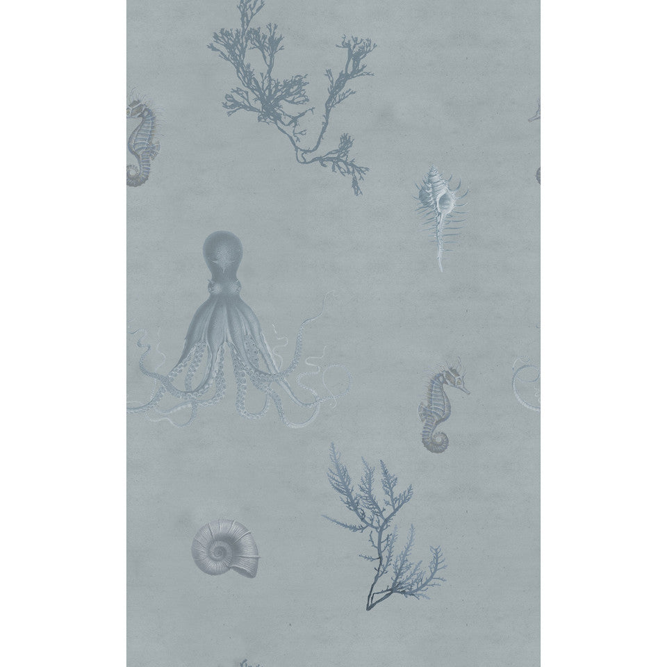 Yuki Osada Sea Life Wallpaper