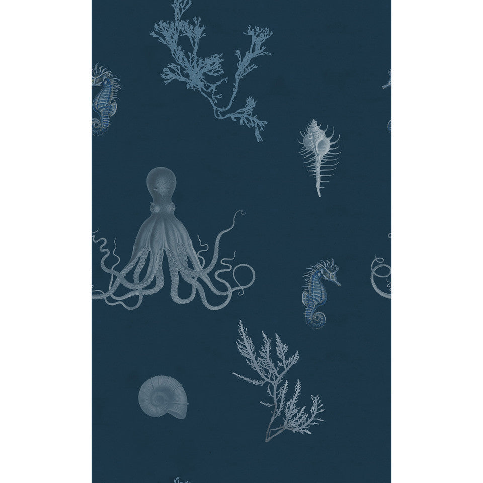 Yuki Osada Sea Life Wallpaper