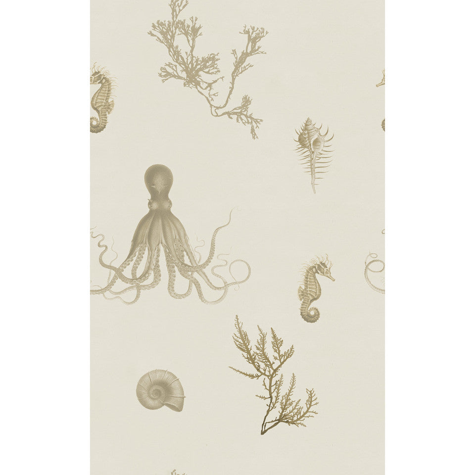 Yuki Osada Sea Life Wallpaper