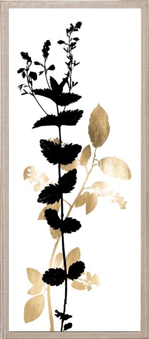 Natural Curiosities Black and White Herbarium Art