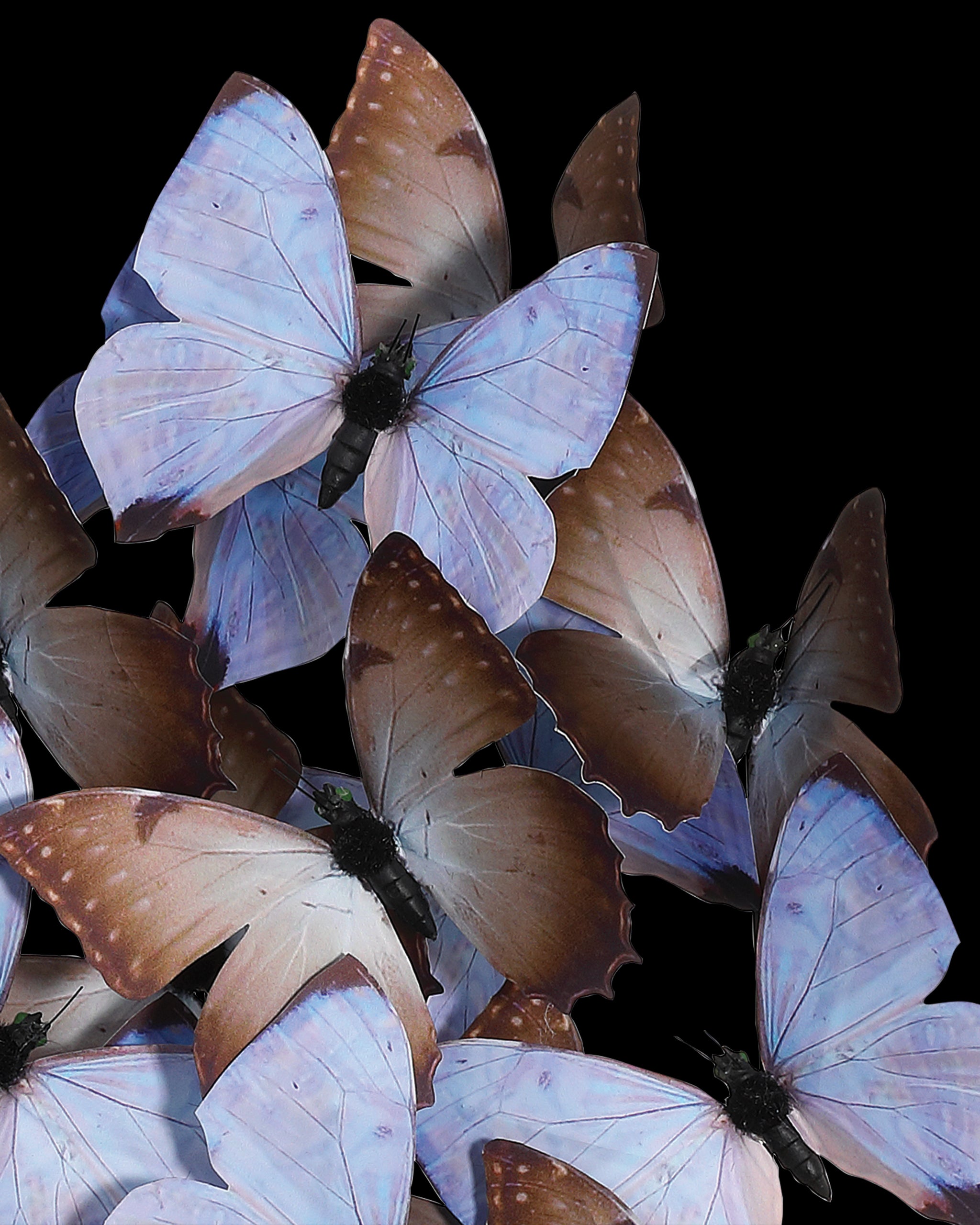 Currey & Company Rue De Bac Lilac Large Butterflies