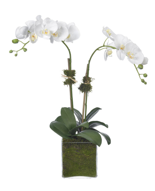 Diane James Phalaenopsis Orchid, 2 Stems