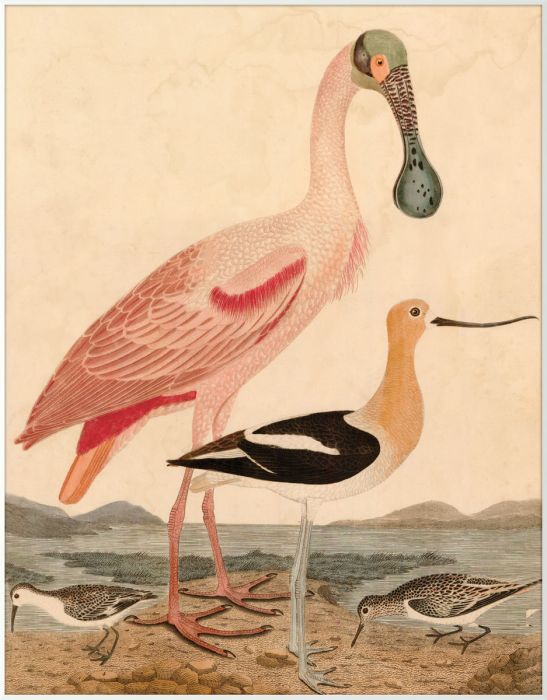 Natural Curiosities Warnicke Spoonbill Art