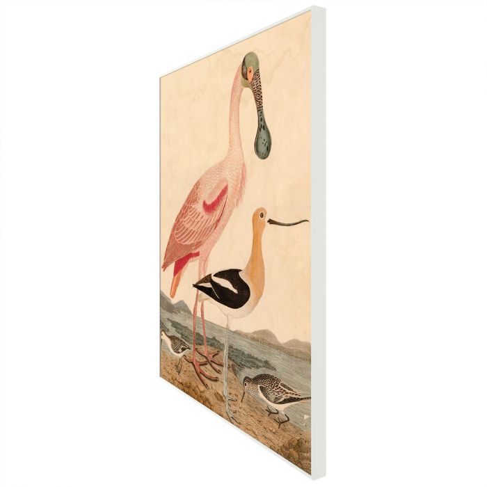 Natural Curiosities Warnicke Spoonbill Art