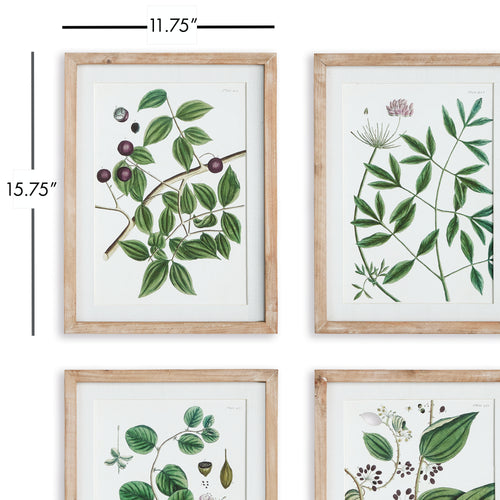 Napa Home And Garden Verdant Branch Prints, Set Of 4