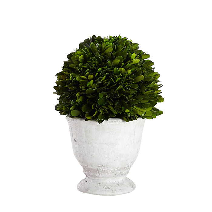 Large Single Boxwood Topiary