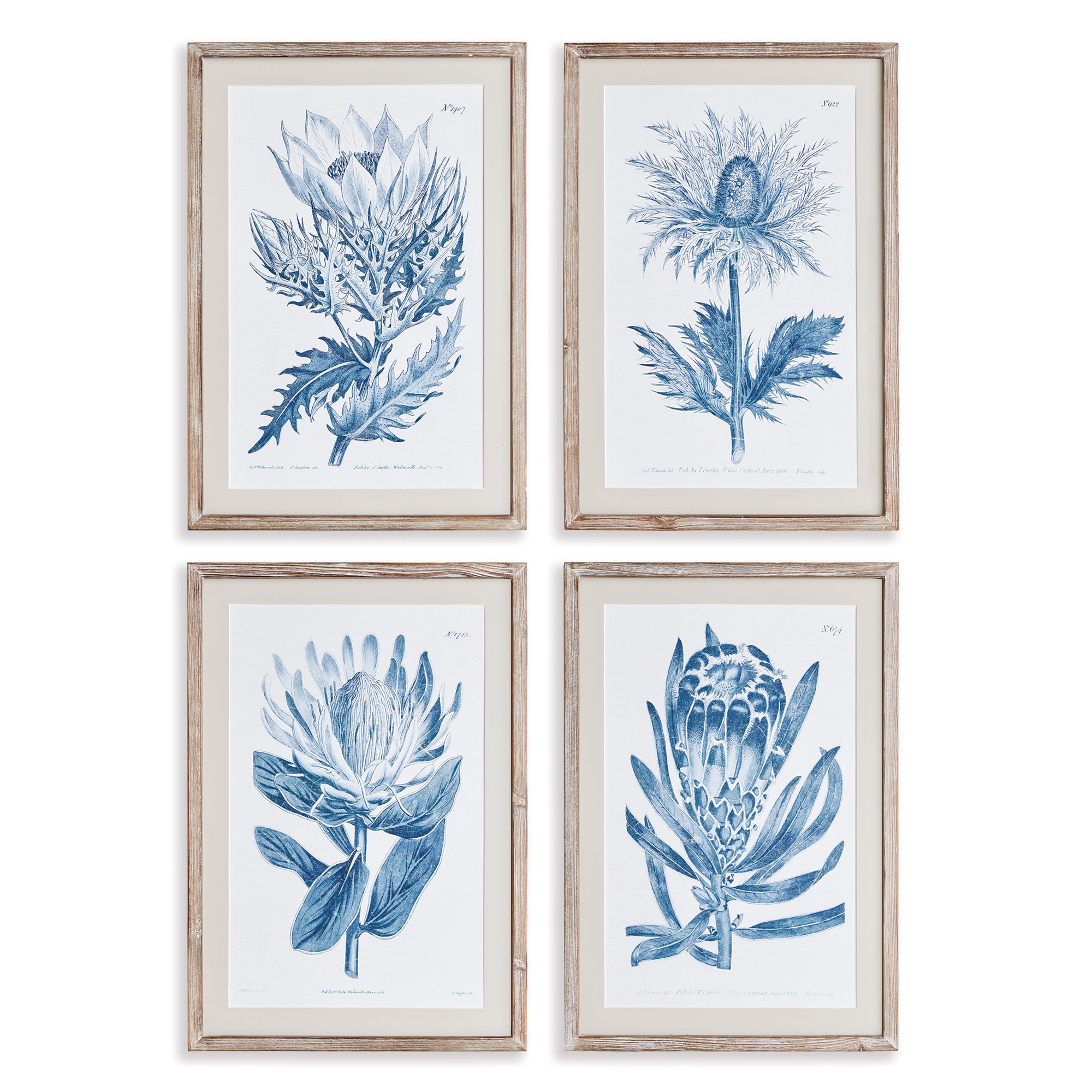 Napa Home And Garden Indigo Protea Prints St/4