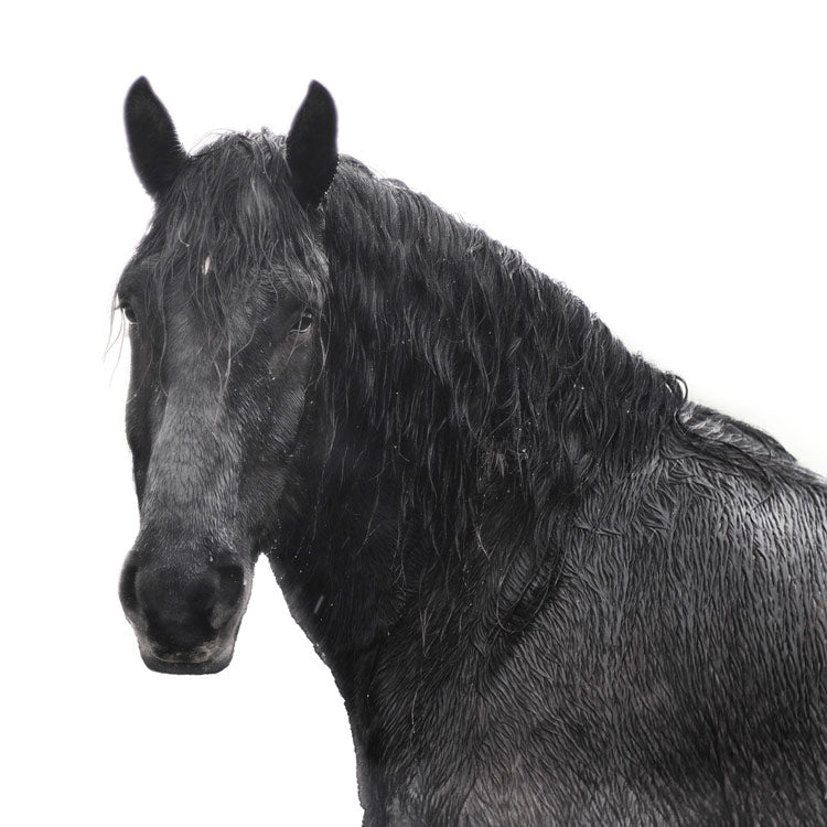 Grand Image Home Chris Dunker, Horse Riggs Farm 5 Art