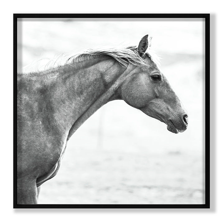 Grand Image Home Chris Dunker, Horse Fr Bw Art