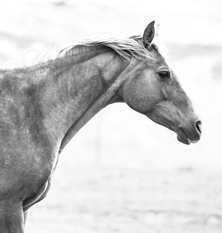 Grand Image Home Chris Dunker, Horse Fr Bw Art