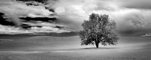 Grand Image Home Photo Df, Lone Tree And Clouds In Wheat Field Art