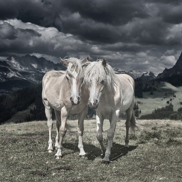 Grand Image Home Chris Dunker, Horses In Europe Ii Art