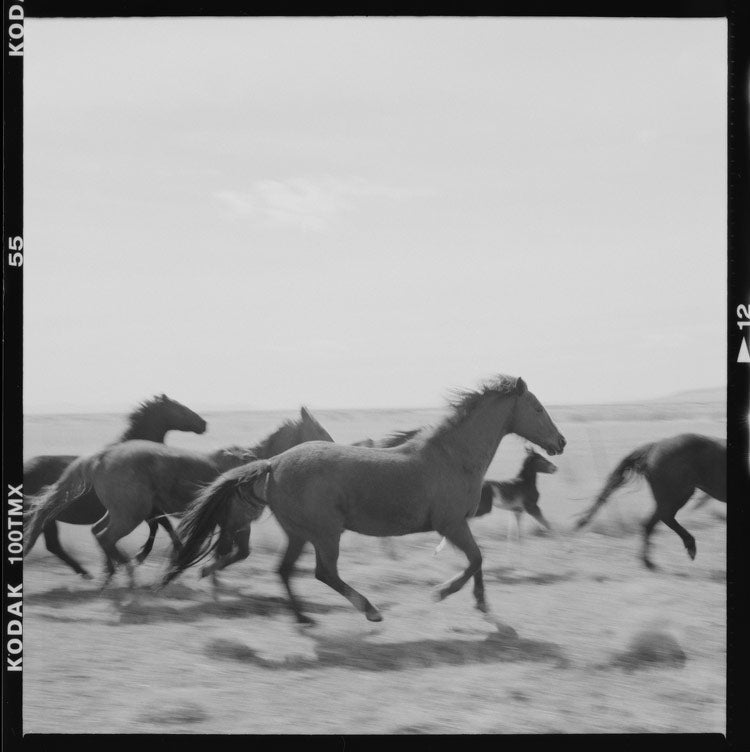 Grand Image Home Chris Dunker, Running Horses Art