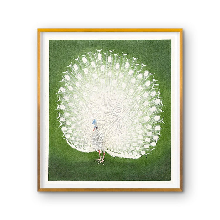 Grand Image Home Grand Archives, White Peacock Art