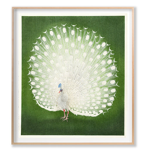 Grand Image Home Grand Archives, White Peacock Art