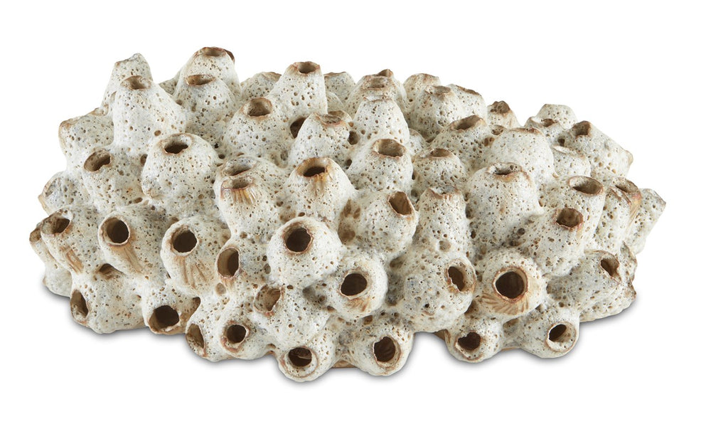 Currey And Company Sulawasi Shells