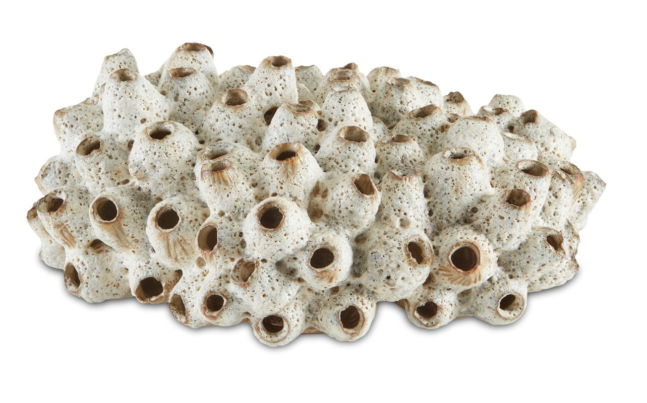 Currey And Company Sulawasi Shells