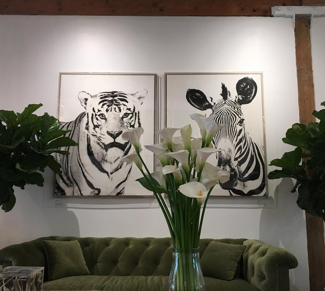 Natural Curiosities Tylinek Zebra Art