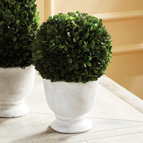 Napa Home And Garden Boxwood Cone Topiary In Pot