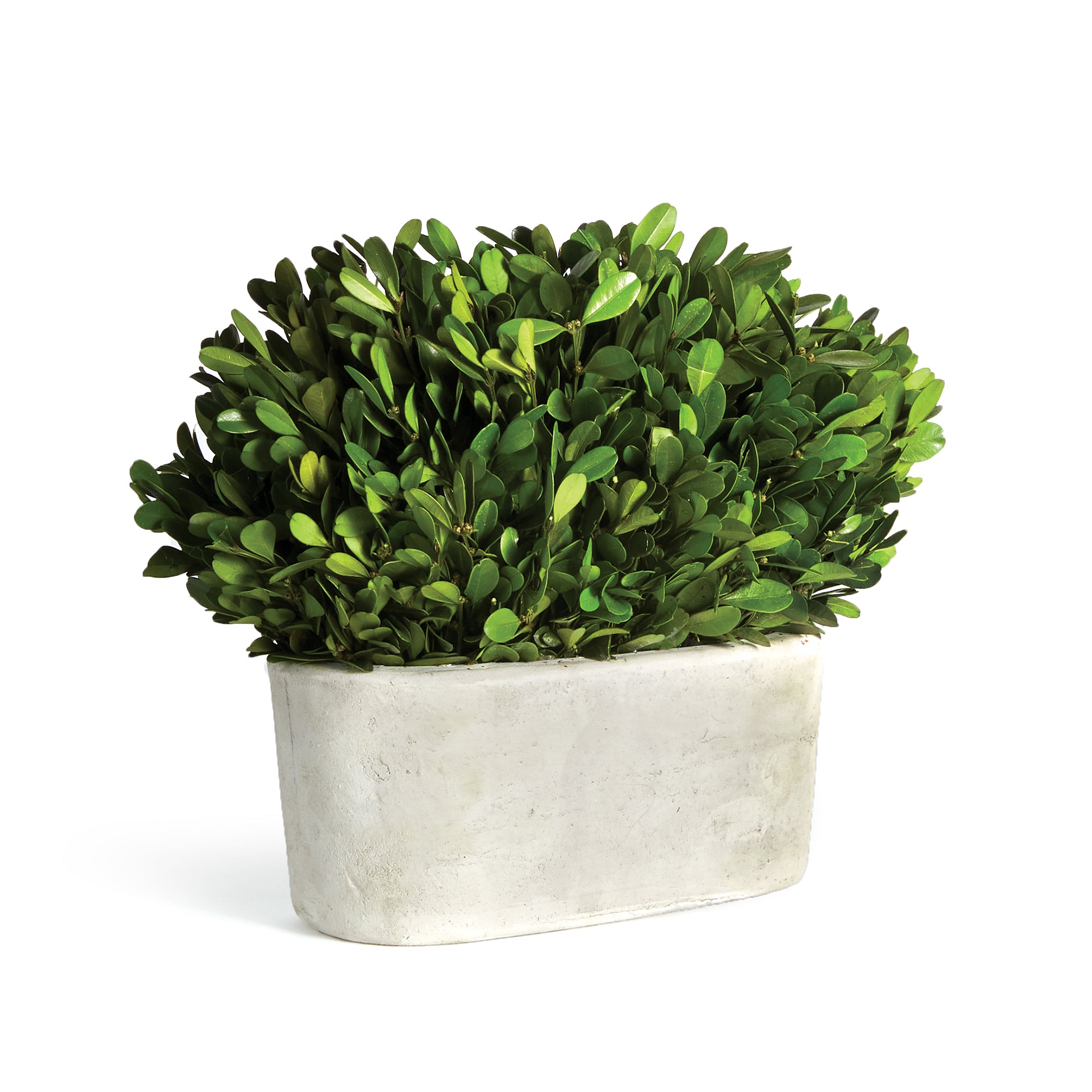 Napa Home And Garden Boxwood Bush In Oval Pot