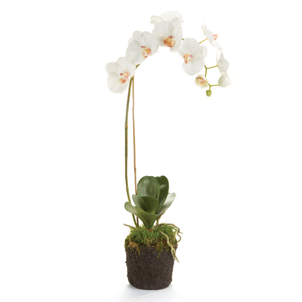 Napa Home And Garden Phalaenopsis Orchid Drop In 26"