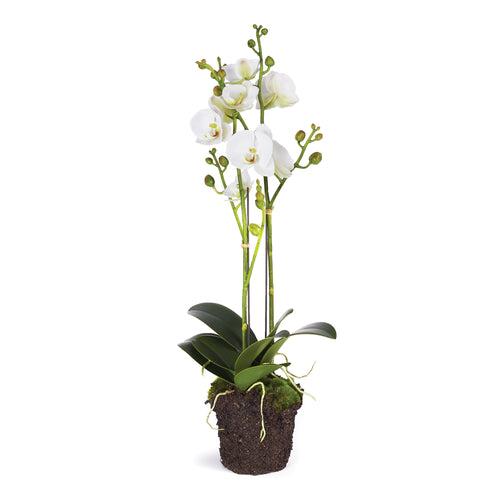 Napa Home And Garden Phalaenopsis X 2 Drop In 23"