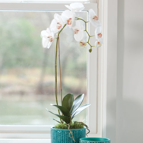 Napa Home And Garden Phalaenopsis Orchid Drop In 26"