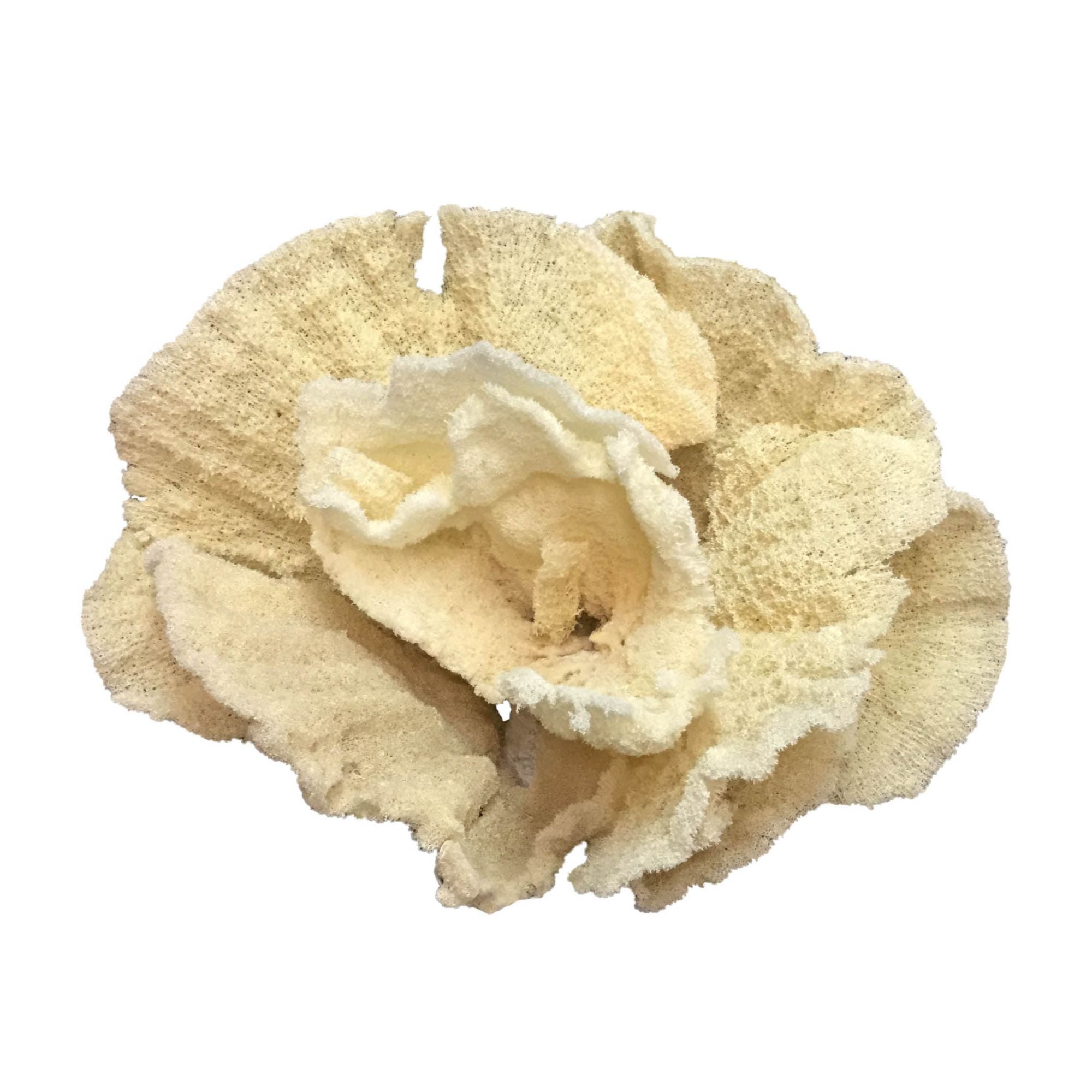 Fan Sponge Creation 20 In On Acrylic Base By Legends Of Asia