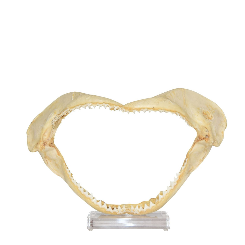 Shark Jaw 14 15 On Acrylic Base By Legends Of Asia