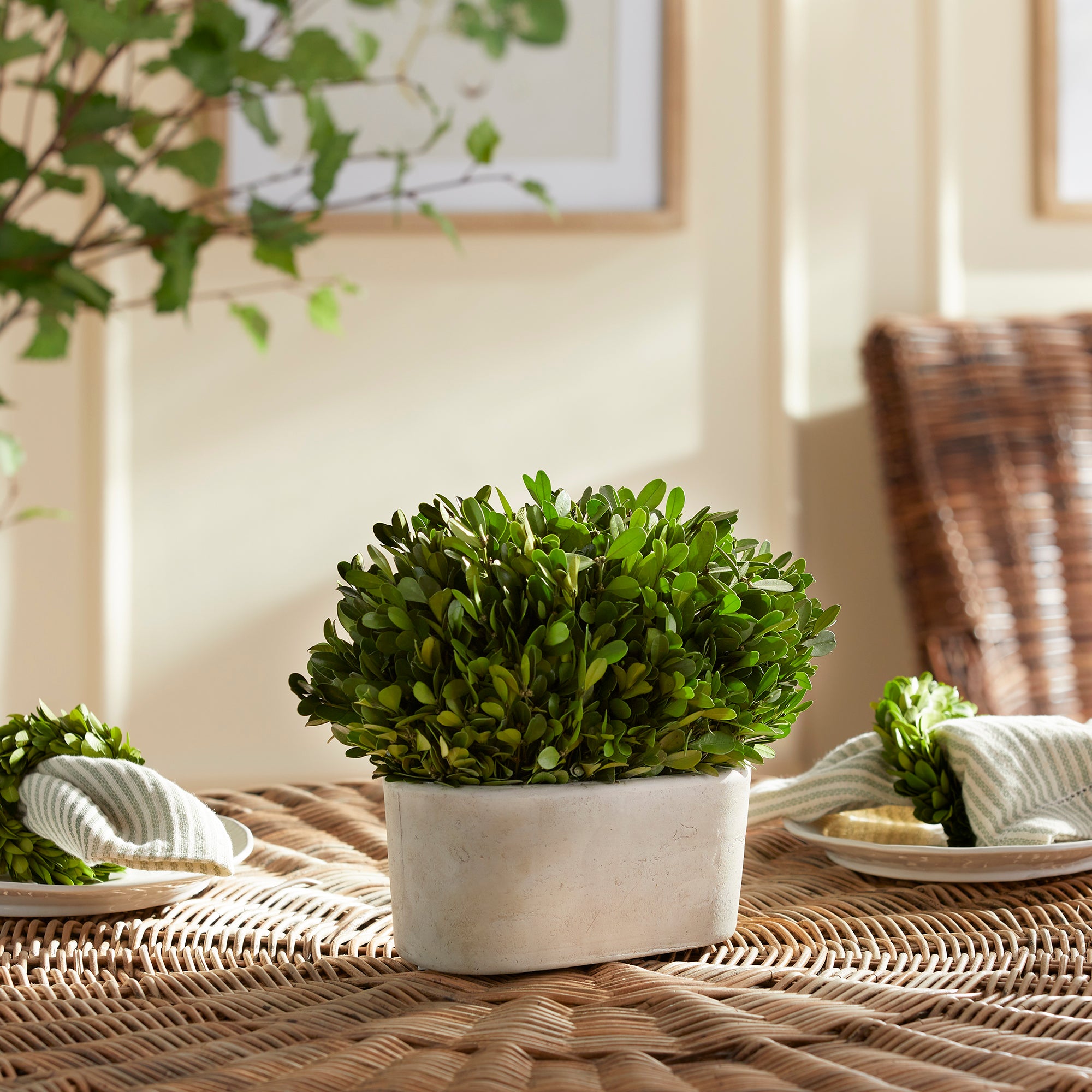 Napa Home And Garden Boxwood Bush In Oval Pot
