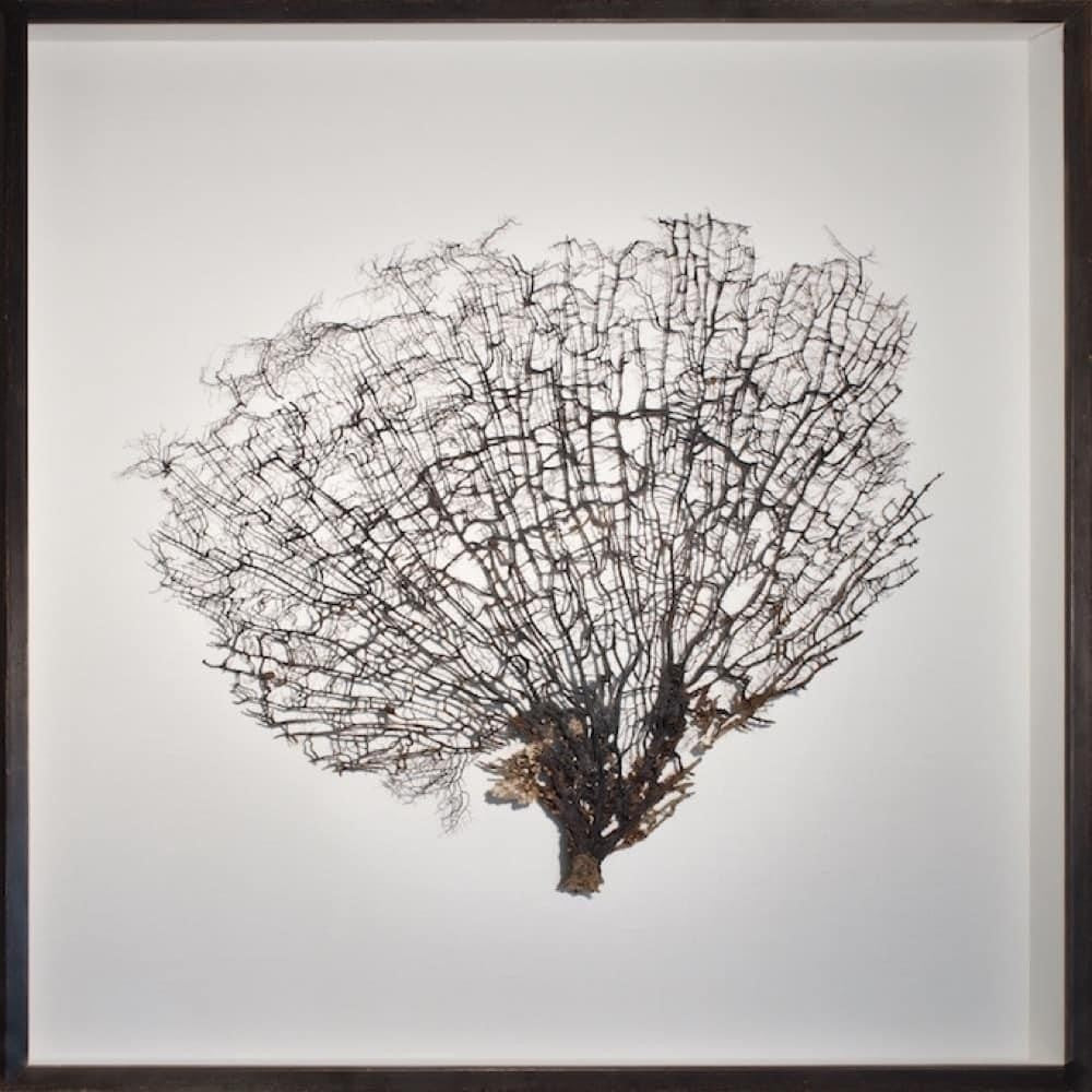 Grande Natural Sea Fan Art by Mirror Home