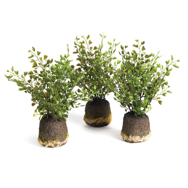 Napa Home And Garden Maidenhair Drop Ins, Set Of 3