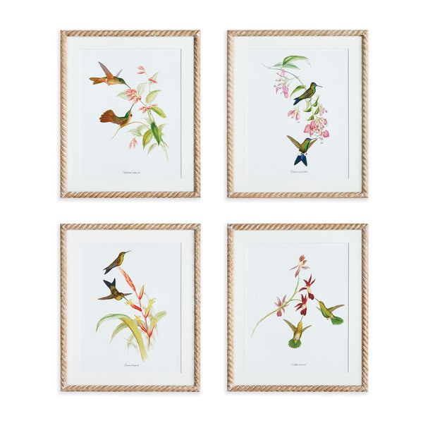 Napa Home And Garden Playful Hummingbird Prints, Set Of 4