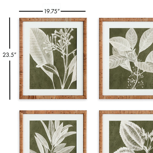 Napa Home And Garden Translucent Stem Prints, Set Of 4